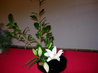 /album/ikebana/dscn8772-640x480-jpg/